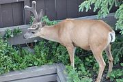 192 - Banff,Lake Louise,Morraine Lake  - IMG_0852